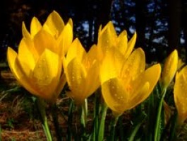 Bentornato autunno con la Sternbergia lutea