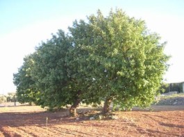 Frutti della terra nel Salento: oggi, parliamo di lupini, carrube e fichi