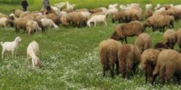 Un rifugio stagionale salentino: la pagghiara