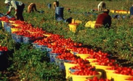 Nardò (Lecce) e la rivolta dei raccoglitori di pomodori