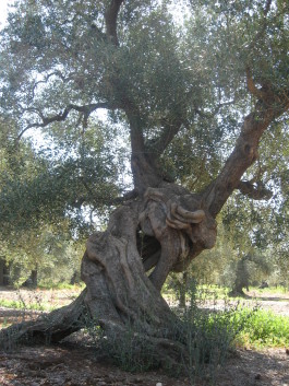 Quando l’ulivo è monumentale?