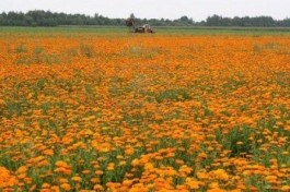 Salento, terra di calendule e di tradizioni