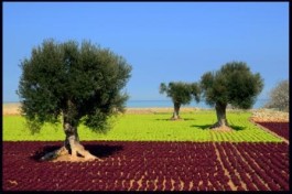 Quando s’incontrano foto e poesia. Ivan Lazzari ed Elio Ria