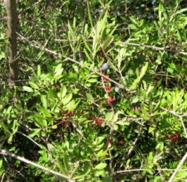 Il mirto o mortella, tra le essenze fondamentali della macchia mediterranea