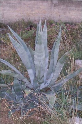 L’agave. Dal mondo sereno delle fate a quello tumultuoso del diavolo