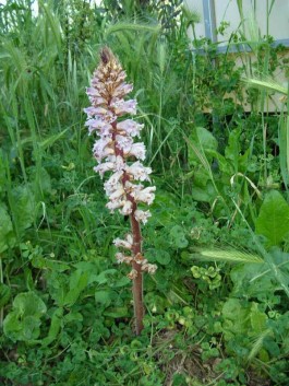 L’orobanche, per i nostri contadini spurchia, terrore dei campi