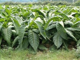 Le varie fasi della lavorazione del tabacco