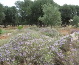 Copertino a tutela dell’ambiente