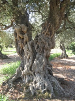 Se il Salento perderà gli ulivi non avrà più ragion d’essere