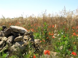 Contadine e serpi nel Salento di fine Ottocento