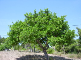 Un salentino a Nord Est. Osservando, curiosando e ricordando