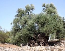 Appello accorato per gli ulivi del Salento