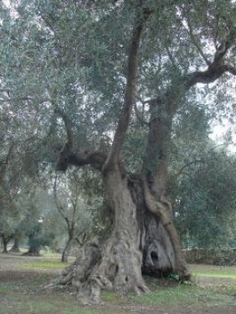 Se gli ulivi del Salento saranno capaci di sopravvivere è colpa loro