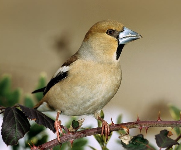 Immagine tratta da http://www.migratoria.it/public/uploadswp/editor/image/hawfinch-3086.jpg