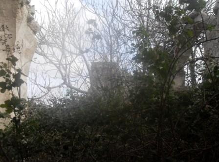 Vegetazione spontanea che ha invaso l_interno della chiesa (foto Romualdo Rossetti)