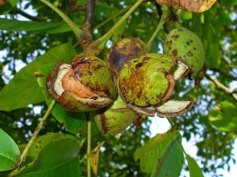 Mamma Cuncetta vendeva le noci