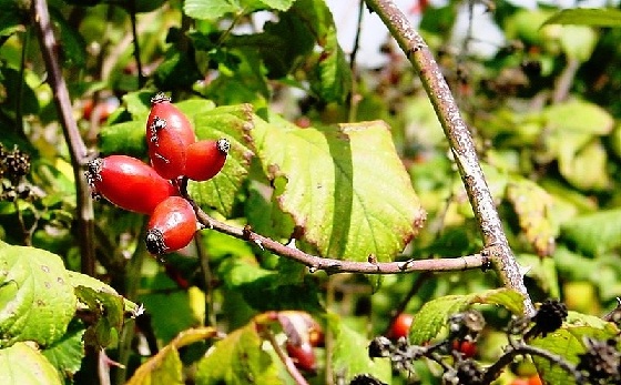 immagine tratta da http://it.wikipedia.org/wiki/File:Rosa_canina_02_(Parco_dei_Nebrodi).JPG.JPG