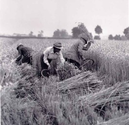 La Puglia: da potenziale tiranna illuminata a stupida e povera serva?