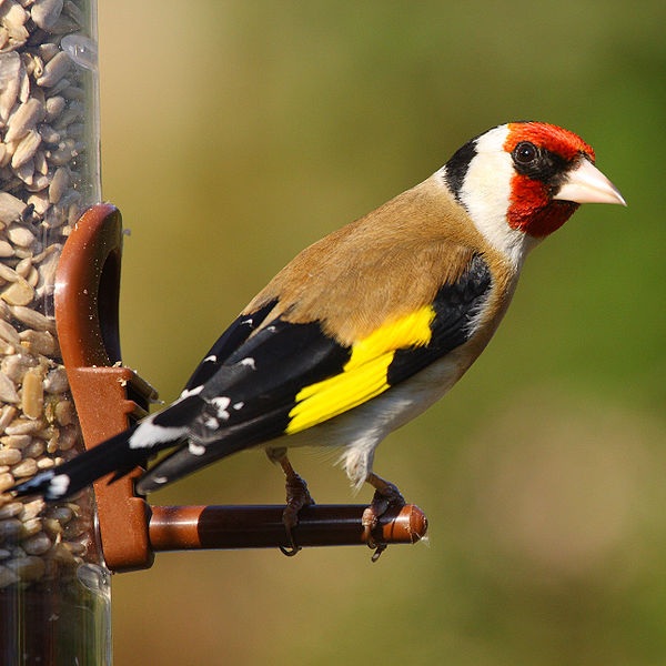 immagine tratta da https://it.wikipedia.org/wiki/File:Gold_Finch.jpg