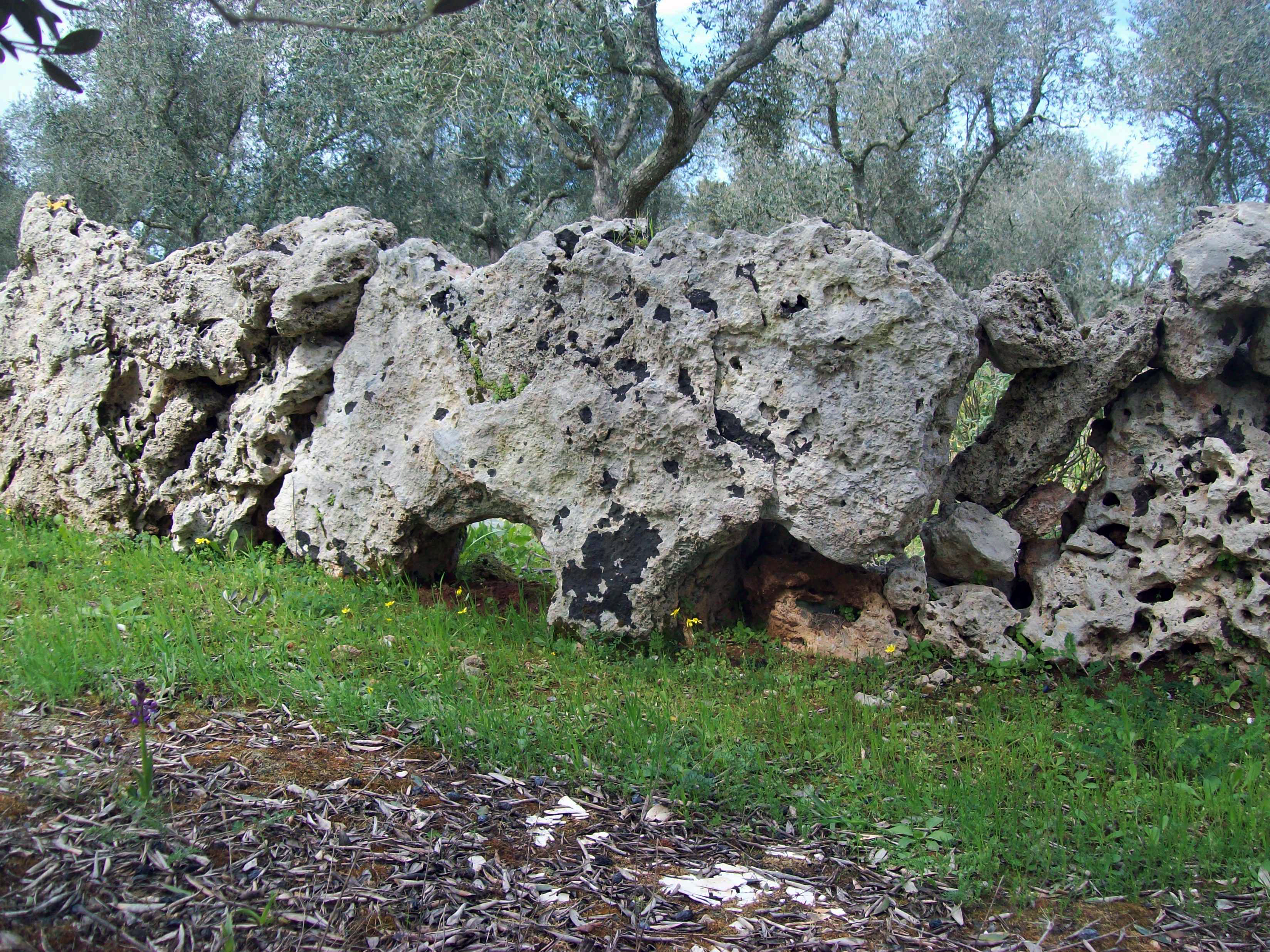 pietra zoomorfa (foto marco cavalera)