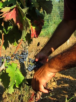 Riparte la vendemmia nel Salento: la storia continua