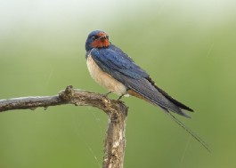 Il topos dell’uccello nella poesia d’amore