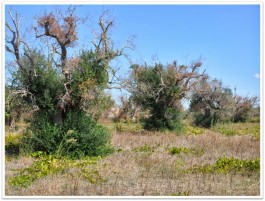 Scadenza per limitare la Xylella