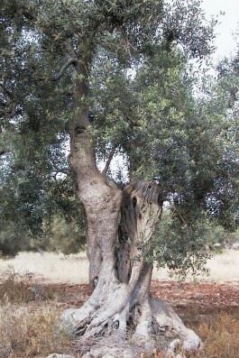 Perché gli olivi patriarchi salentini sono sculture viventi