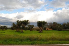 Xylella fastidiosa è il vero e unico problema degli olivi del Salento?