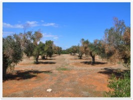 Xylella nel Salento. Facciamo il punto della situazione con l’agronomo Giancarlo Leuzzi