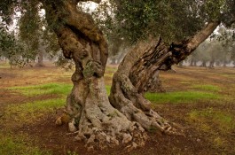 Preghiera di un olivocultore