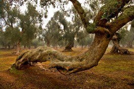 I paesaggi dell’olivo pugliese e le minacce dei tempi moderni