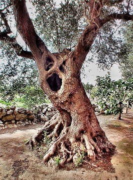 Il Salento dei tumori e la “decarbonizzazione”: un nodo sempre più intricato per Emiliano