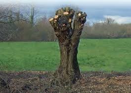 Una riflessione sull’abbattimento degli alberi