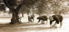 La Puglia: olio o petrolio?