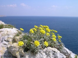 Il “ritorno al futuro” del Salento sostenibile: muretti a secco e pajare