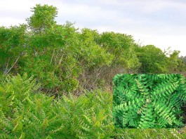 Il Sommacco siciliano (Rhus coriaria), nel Salento