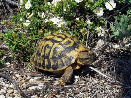 La salentina cilòna (tartaruga) e qualche amenità