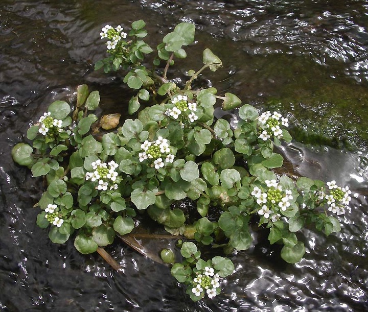 Nasturtium officinale R. Br. (immagine tratta da http://www.actaplantarum.org/floraitaliae/viewtopic.php?t=207)