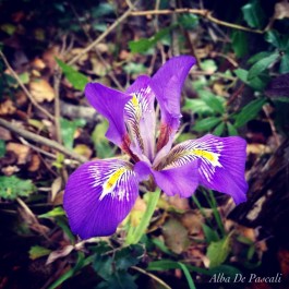 Una varietà di Iris nel Salento