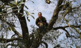 Il popolo degli ulivi c’è, ieri a Veglie nessun albero tagliato