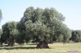 Quando le olive si raccoglievano con le mani