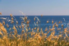 Mitilo Salentino e le sue scrasce. Come far parlare la natura salentina su Facebook