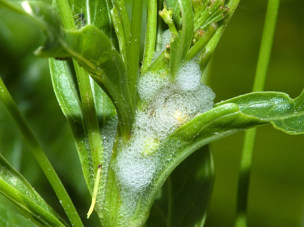 La sputacchina, il "nemico" da debellare, in quanto potenziale vettore della Xylella