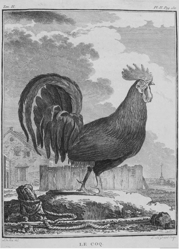 Tavola tratta da Historia naturelle des oiseaux, Imprimerie royale, Paris, 1770-1783 