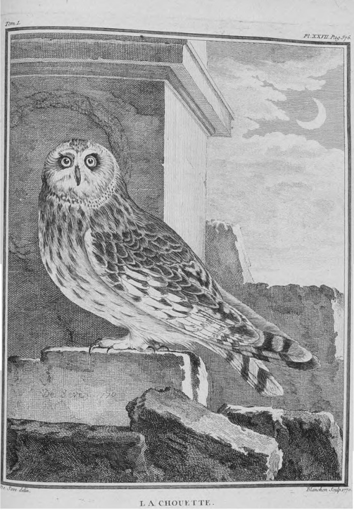 Tavola tratta da Historia naturelle des oiseaux, Imprimerie royale, Paris, 1770-1783 