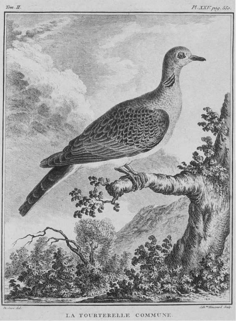 Tavola tratta da Historia naturelle des oiseaux, Imprimerie royale, Paris, 1770-1783 