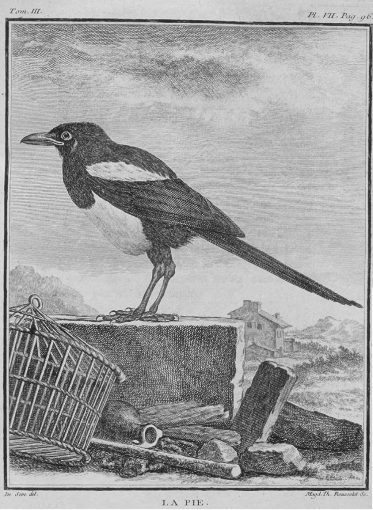 Tavola tratta da Historia naturelle des oiseaux, Imprimerie royale, Paris, 1770-1783 