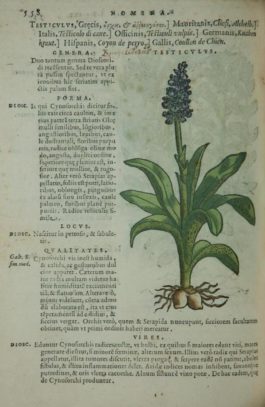 L’ erba concordia e l’erba discordia nella leggenda e nella magia popolare (orchidee e legamenti amorosi)